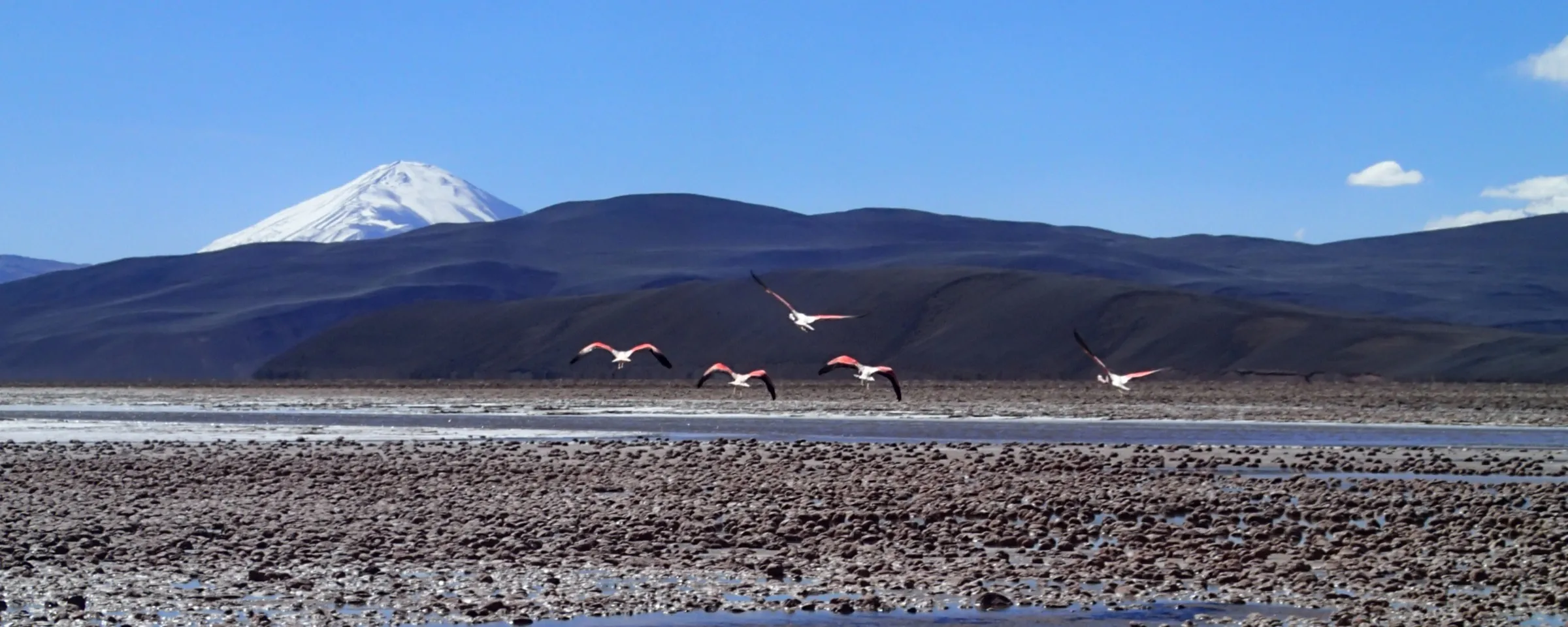 Flamingos taking flight over an altiplano salt flat with a snow-capped volcano in the background